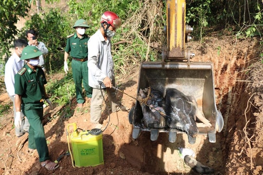 Khó kiểm soát dịch tả lợn châu Phi ở Kỳ Sơn vì thói quen nuôi lợn thả rông