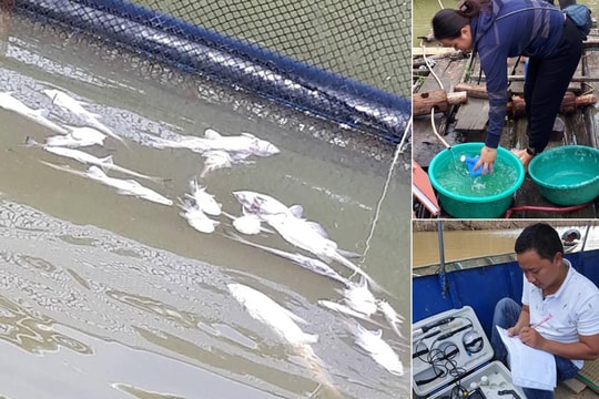 Lấy mẫu tìm nguyên nhân cá chết ở lòng hồ Thủy điện Hủa Na