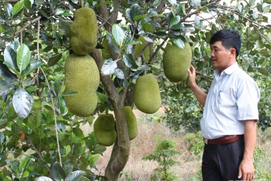 Khắp nơi trồng mít Thái, ngành trồng trọt hối hả đi chấn chỉnh