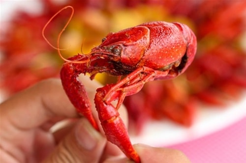 Quản lý thị trường: 'Bán tôm hùm đất cấp đông cũng có thể bị xử lý'