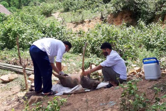 Khoanh vùng dập dịch lợn ở xã biên giới Keng Đu (Kỳ Sơn)