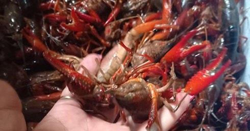 Bắt gần 1 tấn tôm hùm đất tại biên giới trên đường tuồn vào Việt Nam