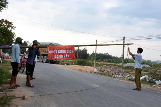 Nghệ An: 2 ngày phát sinh thêm 5 ổ dịch tả lợn châu Phi 