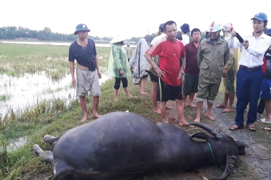 Sét lại đánh chết trâu sau trận mưa lớn ở Thanh Chương