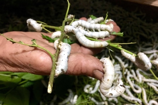 Nuôi 'tằm tươi' đặc sản, nông dân Nghệ An thu lãi cao