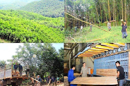 Nghệ An sẽ xây dựng Khu lâm nghiệp công nghệ cao 