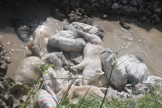 Quỳnh Lưu: Tiêu tiêu hủy hơn 2 tấn lợn nhiễm dịch tả châu Phi 