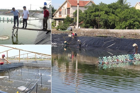 Chăn nuôi an toàn sinh học - Giải pháp bảo vệ đàn vật nuôi ở Nghệ An