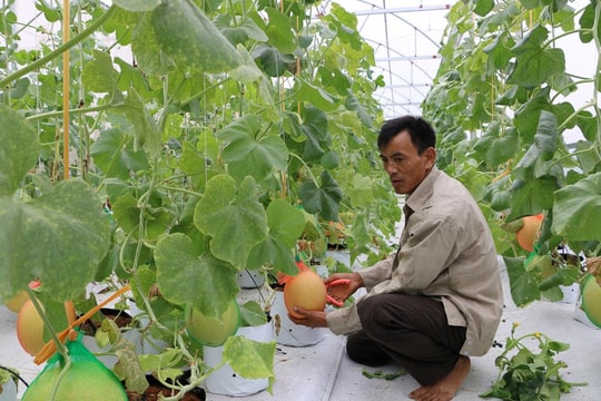 Nghệ An: Nhiều chính sách 'tiếp sức' cho nhà nông 