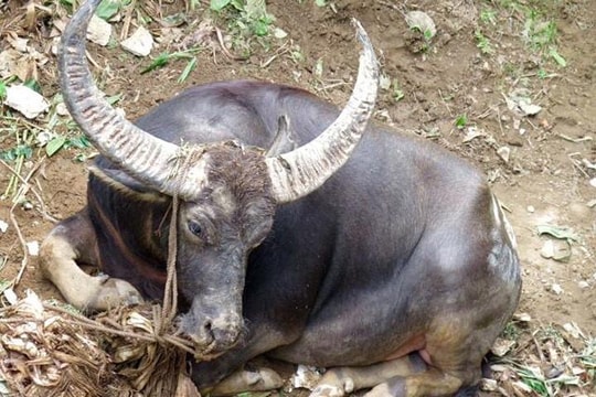 Trâu thả trong vườn bị điện giật chết