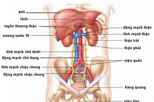 Cần bỏ gấp 6 thói xấu gây hại thận nhiều người Việt mắc phải