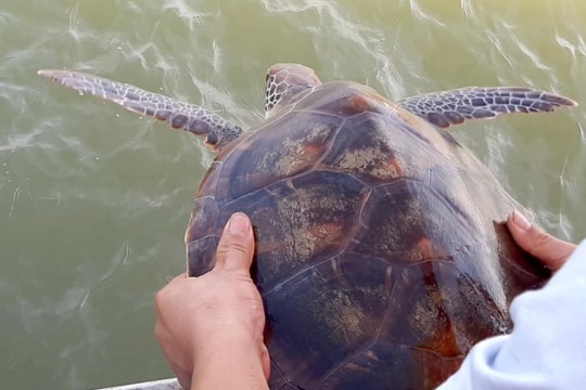 Nghệ An: Thả cá thể rùa quý hiếm về biển