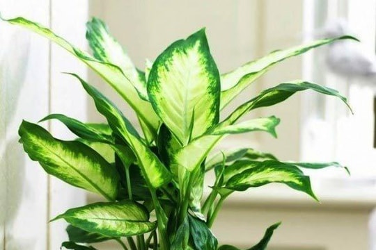 5 cách tự nhiên để làm sạch không khí tại nhà