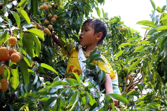 Nghỉ hè, trẻ em vùng cao Nghệ An rủ nhau đi hái vải thuê