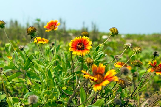 Rực rỡ những loài hoa nở trên cát đặc trưng Cửa Lò