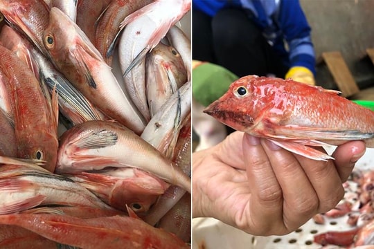 Bác bỏ thông tin đặc sản cá đùi gà một nắng Nghệ An làm từ cá nóc