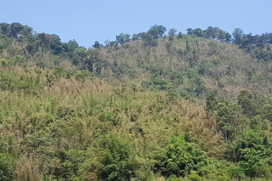 Trên 1.000 ha nứa bị chết khô, tiềm ẩn nguy cơ cháy rừng