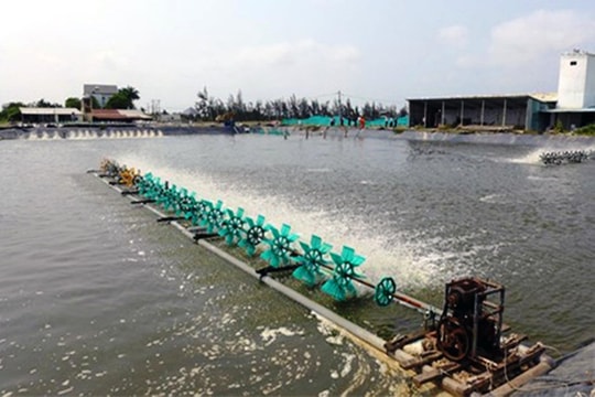 Đi kéo tôm thuê, người phụ nữ bị chết thương tâm