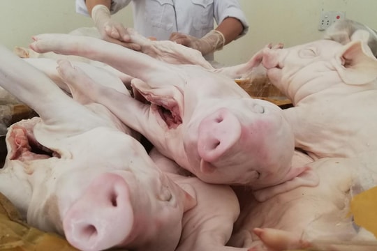 6 tạ thịt lợn con không kiểm dịch 'đi' trên xe khách