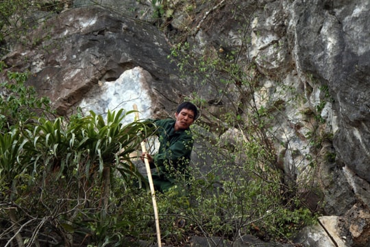 Đánh cược mạng sống để bắt chim trên vách đá cheo leo 