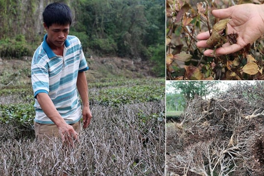 Nắng nóng khốc liệt, hàng nghìn ha cây trồng ở Nghệ An chết khô chết cháy