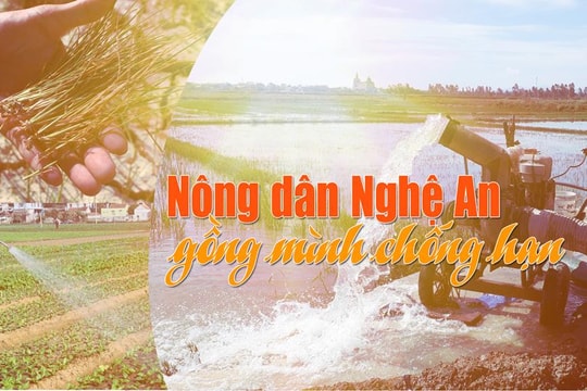 Nông dân Nghệ An gồng mình chống hạn