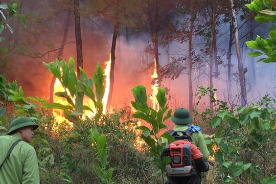 Rừng thông 40 năm tuổi ở Nghệ An bốc cháy