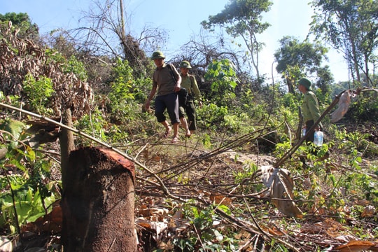 Phát hiện thêm vụ việc chặt phá rừng ở Nghệ An