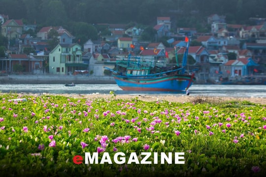 Có một màu hoa trên cát biển xôn xao