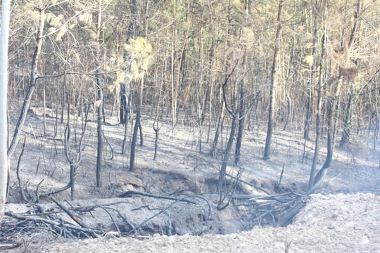 5 ha rừng thông ở Quỳnh Lưu bốc cháy