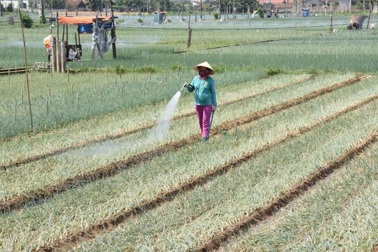 Vựa rau Nghệ An héo úa vì nắng nóng