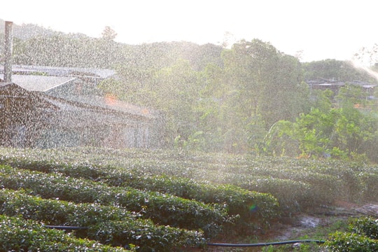 Cơn mưa nhân tạo cứu hàng trăm ha chè ở Nghệ An