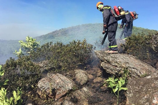 Nghệ An: Sau nhiều rừng thông, cả rừng keo, sim cũng bốc cháy