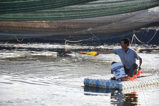 Nông dân Nghệ An mua thêm máy sục, căng lưới chống nắng cho tôm 