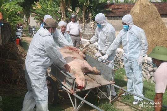 Nghệ An: Một số địa phương chậm chi trả hỗ trợ tiêu hủy lợn bị dịch tả châu Phi
