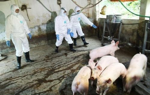 Việt Nam sản xuất thử nghiệm thành công vắcxin phòng dịch tả lợn châu Phi