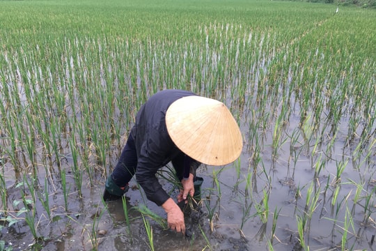 'Mưa vàng' cứu nhiều diện tích cây trồng ở Nghệ An
