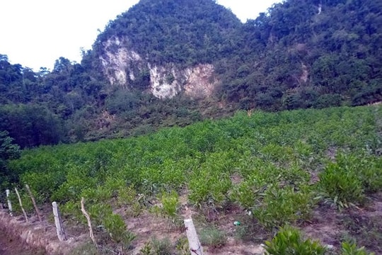 Đã bắt được nghi phạm chặt phá vườn keo 4.000 cây ở Nghệ An