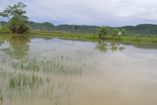 Cháu bé 22 tháng tuổi tử vong vì rơi xuống ruộng lúa ngập nước sau mưa ở Nghệ An