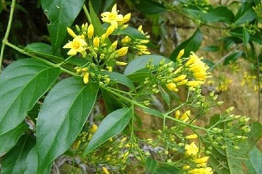 Đôi nam nữ ở Nghệ An vào rừng ăn lá ngón tự tử vì bị cấm yêu