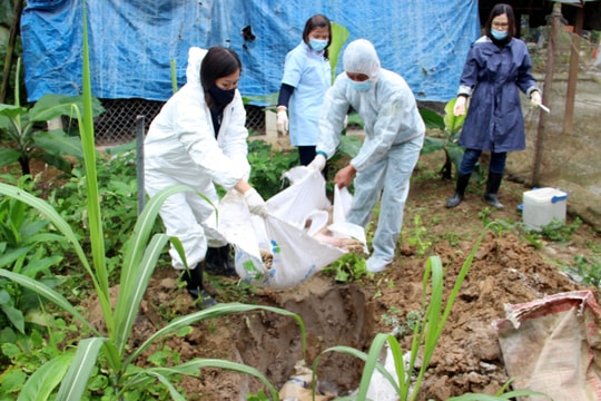 Nghệ An tiêu hủy gần 35 tấn lợn trong 7 ngày