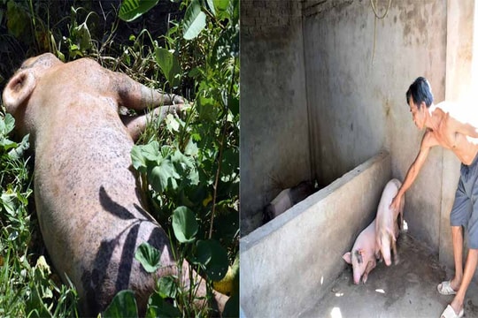 Ở nơi ngày nào cũng có lợn chết vì dịch tả châu Phi