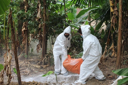 Con Cuông công bố hết dịch tả lợn Châu Phi ở xã Bồng Khê