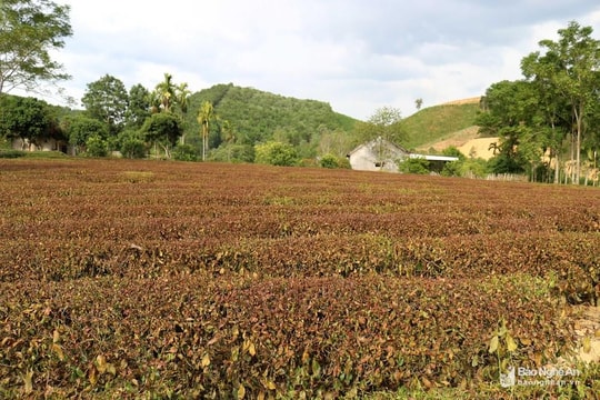 Bí thư Huyện ủy Anh Sơn, Thanh Chương đề nghị sớm công bố thiên tai hạn hán