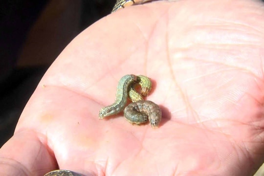 Nghệ An: Xuất hiện 'sâu keo mùa thu' phá hại nghiêm trọng cây ngô, chưa có thuốc trừ