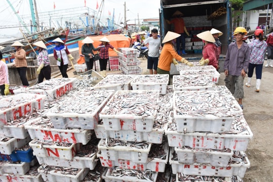 Ngư dân Hoàng Mai trúng đậm cá trỏng sau bão số 2