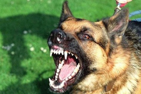 Bé gái gần 2 tuổi bị chó béc giê cắn tử vong ở Nghệ An