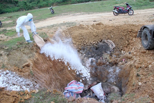 Nghệ An: Hỗ trợ đợt 2 cho các hộ dân có dịch tả lợn châu Phi số tiền 1,255 tỷ đồng