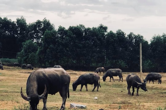 Nắng nóng kéo dài ở Nghệ An làm thiếu hụt nghiêm trọng thức ăn chăn nuôi 