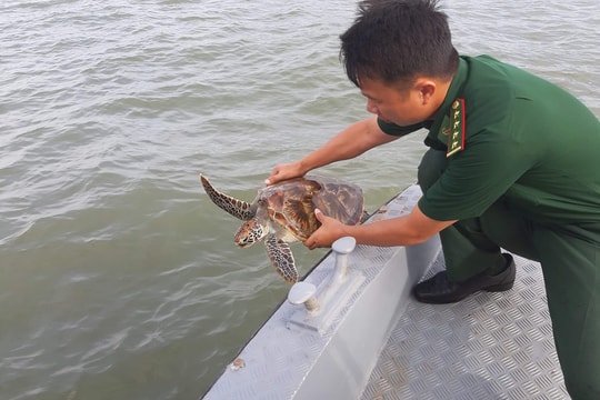 Nghệ An: Thả cá thể rùa nằm trong danh sách đỏ về biển